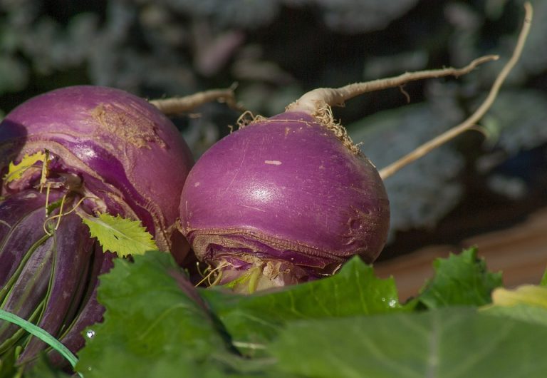  vegetable soup